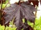 Acer platanoides 'royal red.jpg